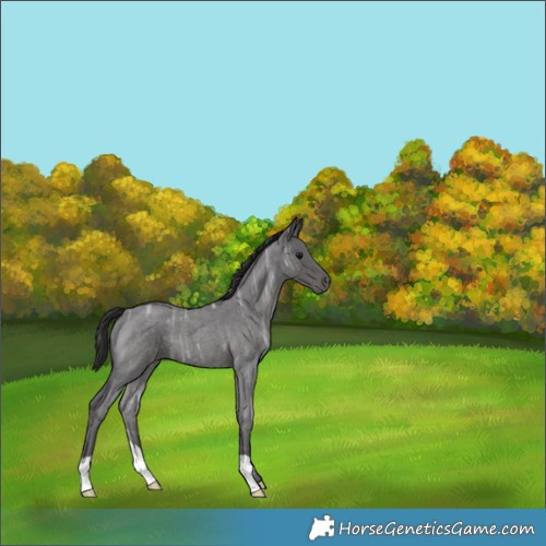 Horse Color:Smoky Blue Ice Roan 