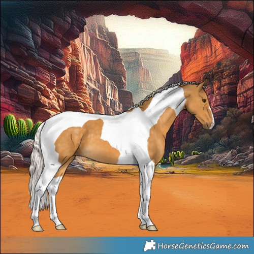 Horse Color:Palomino Tobiano 