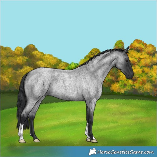 Horse Color:Blue Roan 