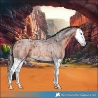 Horse Color:Bay Roan Splash 