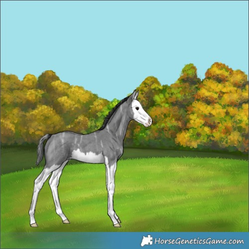Horse Color:Blue Ice Roan Splash Appaloosa 