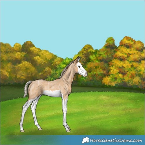 Horse Color:Palomino Ice Roan Splash Appaloosa 