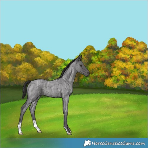 Horse Color:Smoky Blue Ice Roan 
