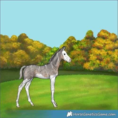 Horse Color:Silver Smoky Blue Ice Roan Splash 