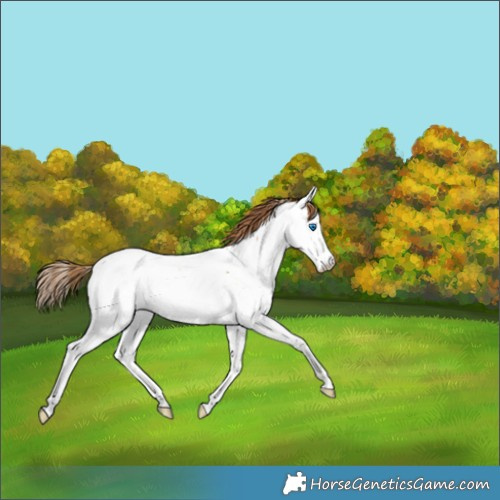 Horse Color:Chestnut Pearl Splash Appaloosa 