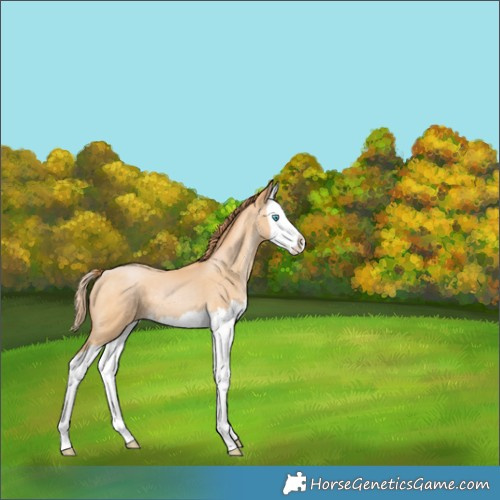 Horse Color:Buckskin Pearl Splash 