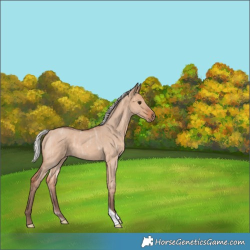 Horse Color:Silver Bay Ice Roan Dun 