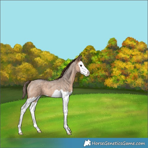 Horse Color:Bay Roan Dun Splash Varnish 