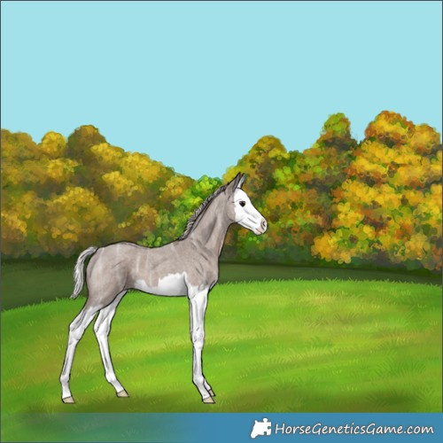 Horse Color:Silver Blue Ice Roan Splash 