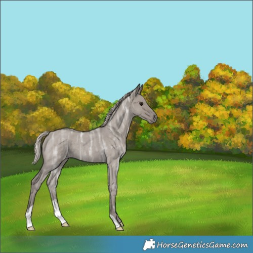 Horse Color:Silver Grullo Ice Roan 