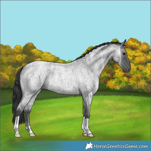 Horse Color:Blue Ice Roan 