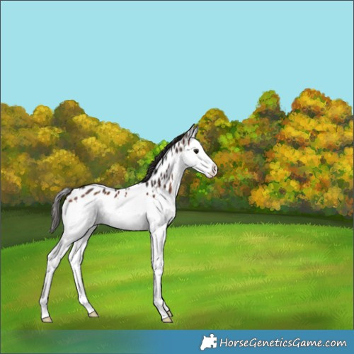 Horse Color:Brown Splash Appaloosa 