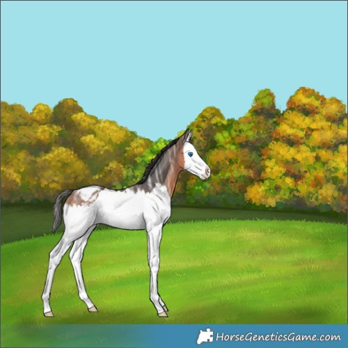 Horse Color:Bay Ice Splash Appaloosa 