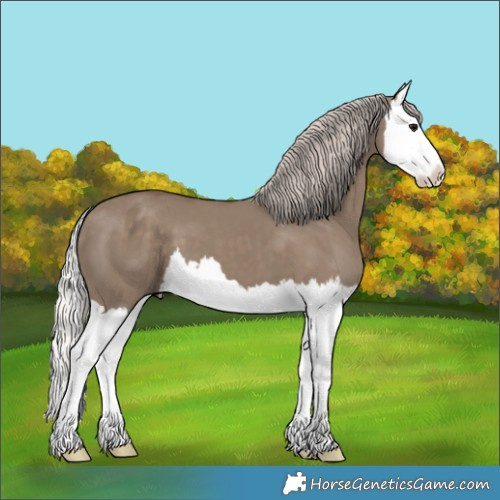 Horse Color:Silver Grullo Splash 