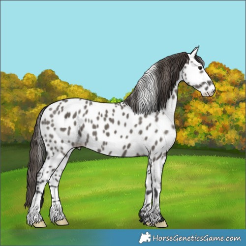 Horse Color:Grullo Appaloosa 
