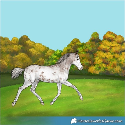 Horse Color:White Spotted Silver Black Splash 