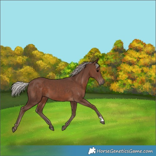 Horse Color:Silver Black 