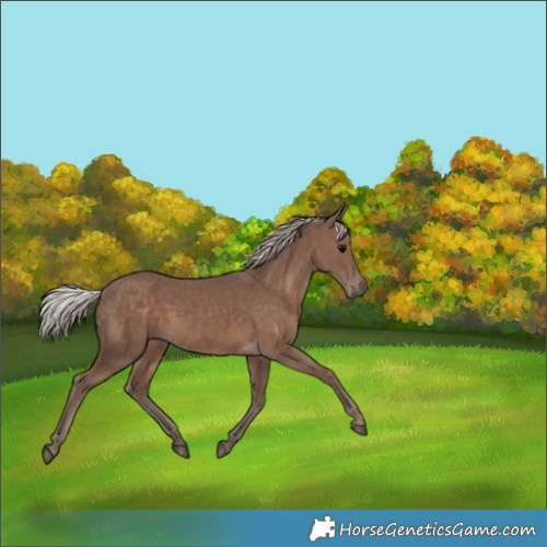 Horse Color:Silver Black 