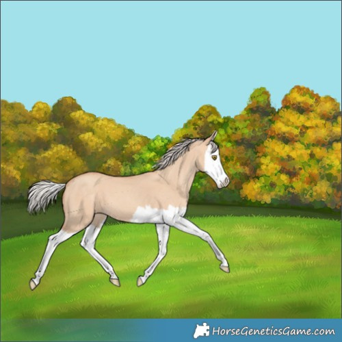 Horse Color:Silver Classic Champagne Dun Splash 