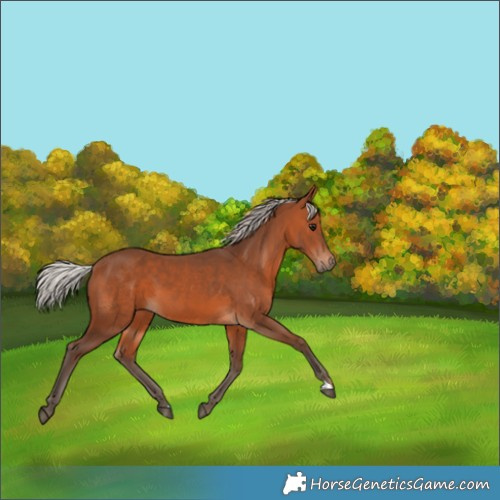 Horse Color:Silver Brown 