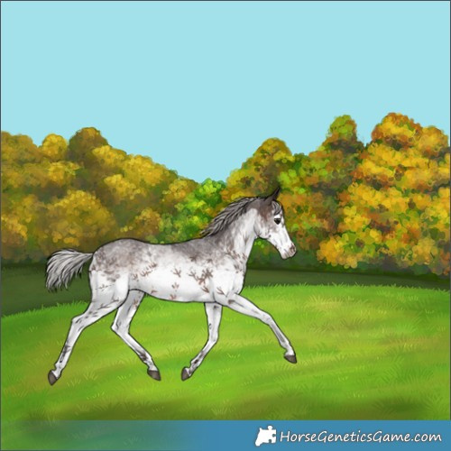 Horse Color:White Spotted Silver Brown Roan Splash 