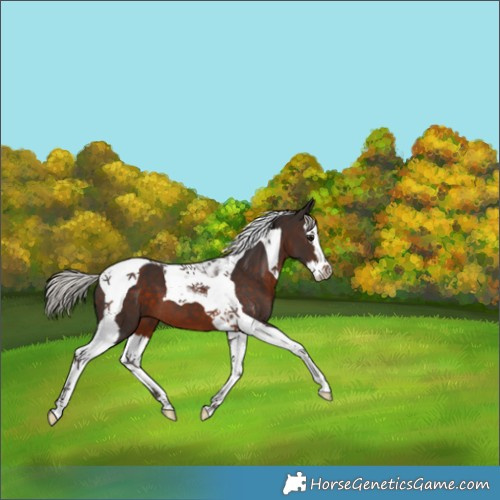 Horse Color:Silver Brown Splash Tobiano 