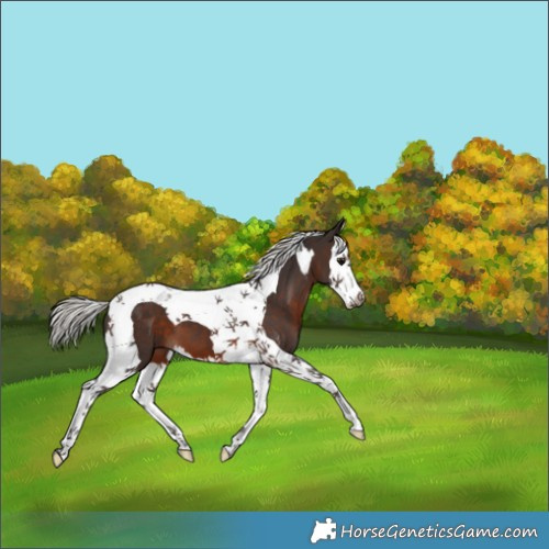 Horse Color:Silver Brown Splash Tobiano 