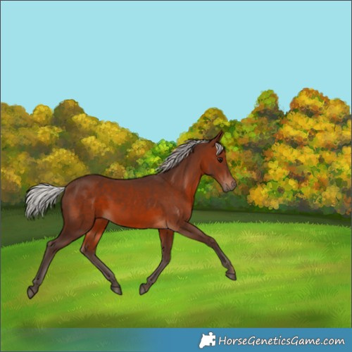 Horse Color:Silver Brown 