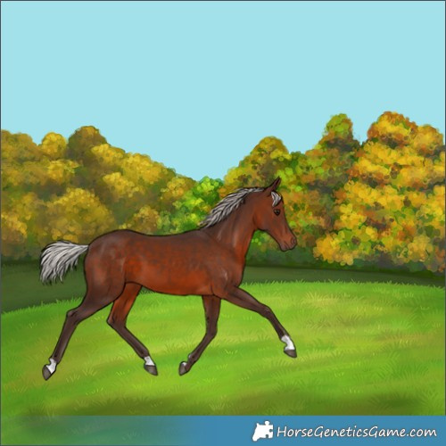 Horse Color:Silver Brown 