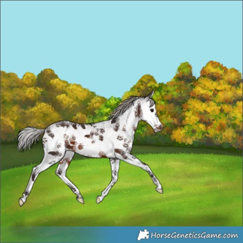 Horse Color:White Spotted Silver Brown Splash 
