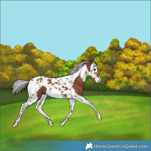 Horse Color:Silver Black Splash Tobiano 