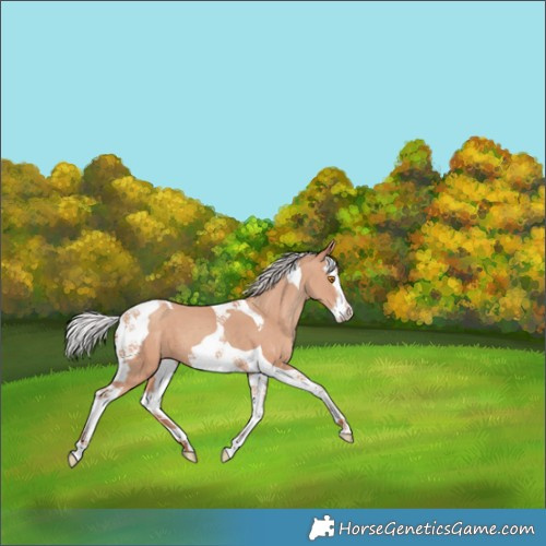 Horse Color:Silver Classic Champagne Splash Tobiano 