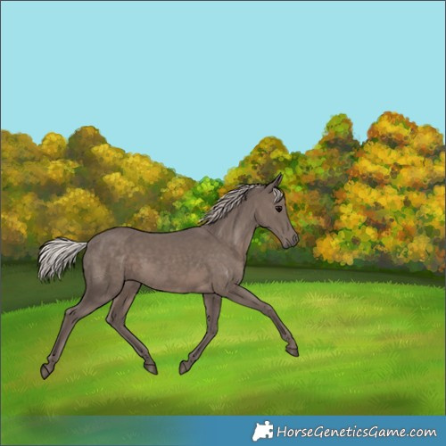 Horse Color:Silver Black 