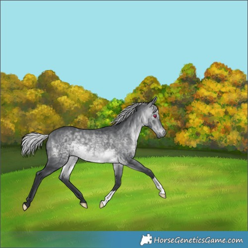 Horse Color:Silver Brown Chinchilla 