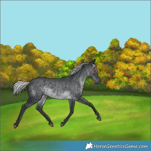 Horse Color:Silver Black Chinchilla 