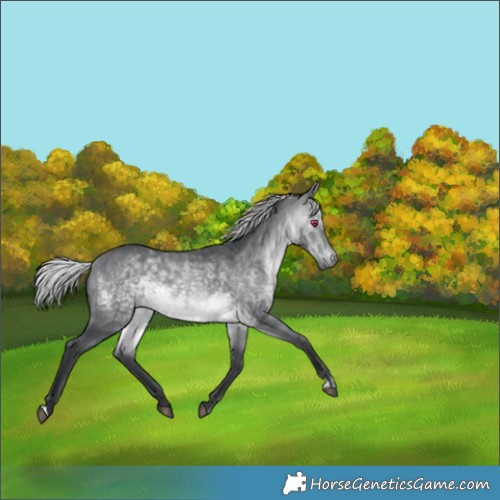 Horse Color:Silver Brown Chinchilla 