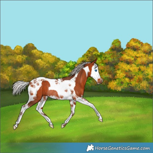 Horse Color:Silver Bay Splash Tobiano Rabicano 