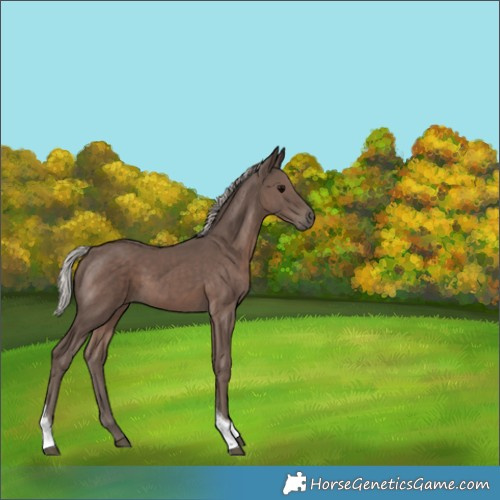 Horse Color:Silver Black Tobiano 