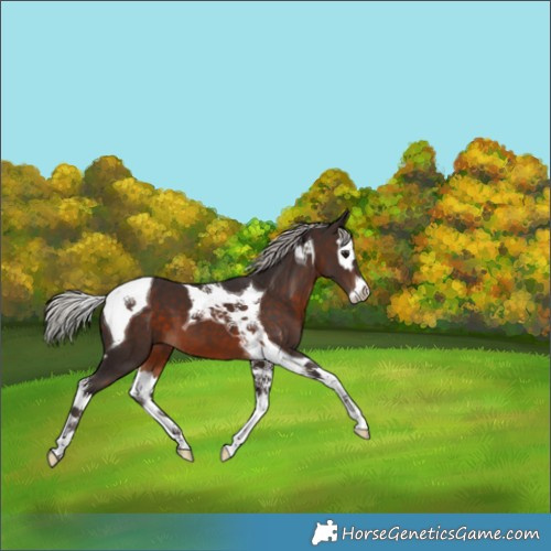 Horse Color:Silver Brown Splash Tobiano 