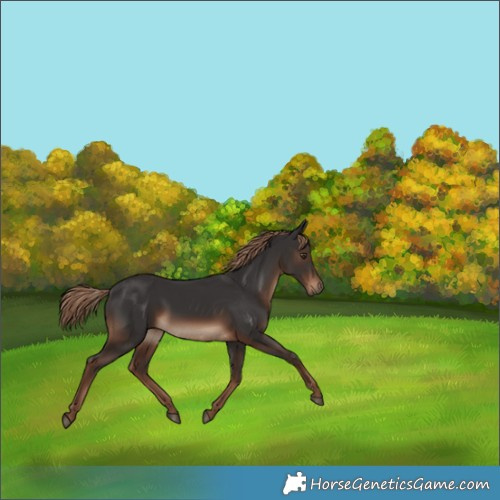 Horse Color:Liver Chestnut Rabicano 