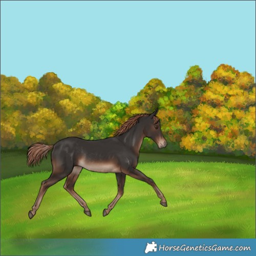 Horse Color:Liver Chestnut Rabicano 