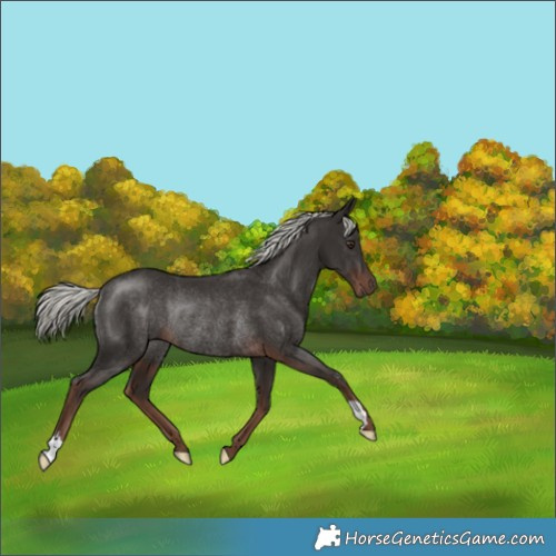 Horse Color:Liver Chestnut Mushroom Rabicano 