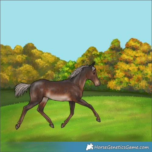 Horse Color:Liver Chestnut Mushroom 