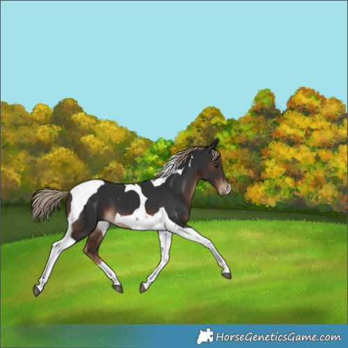 Horse Color:Liver Chestnut Tobiano 