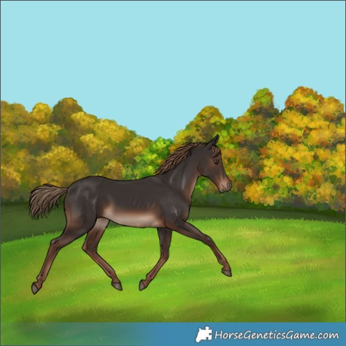 Horse Color:Liver Chestnut Rabicano 