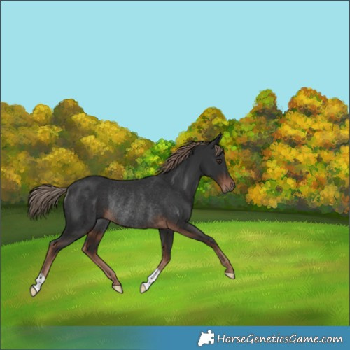 Horse Color:Liver Chestnut Rabicano 