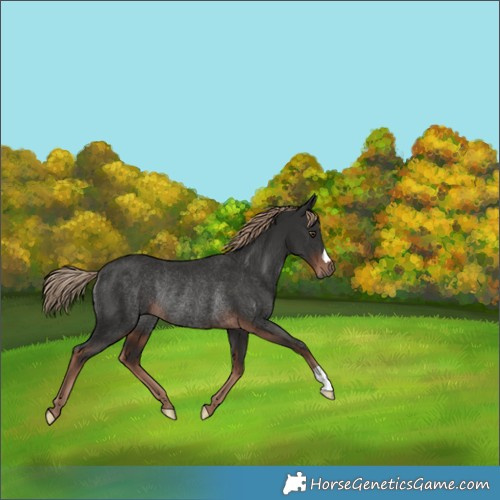 Horse Color:Liver Chestnut Rabicano 