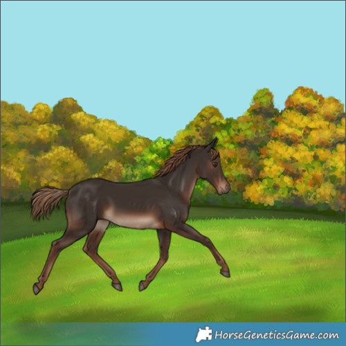 Horse Color:Liver Chestnut Rabicano 
