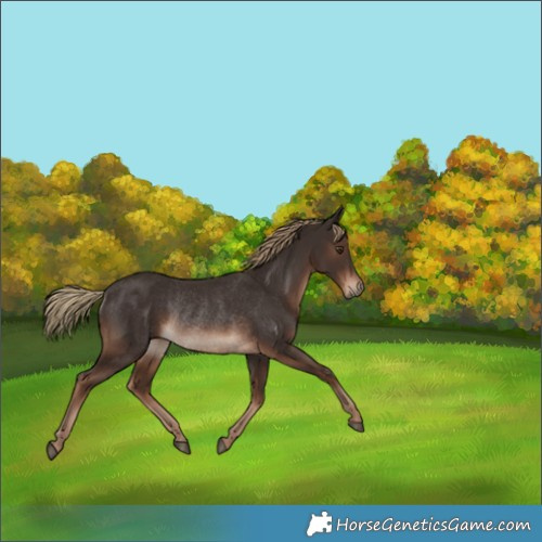 Horse Color:Liver Chestnut Rabicano 