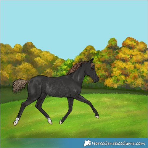Horse Color:Liver Chestnut Rabicano 